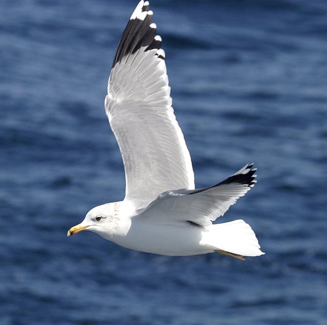 California Gull