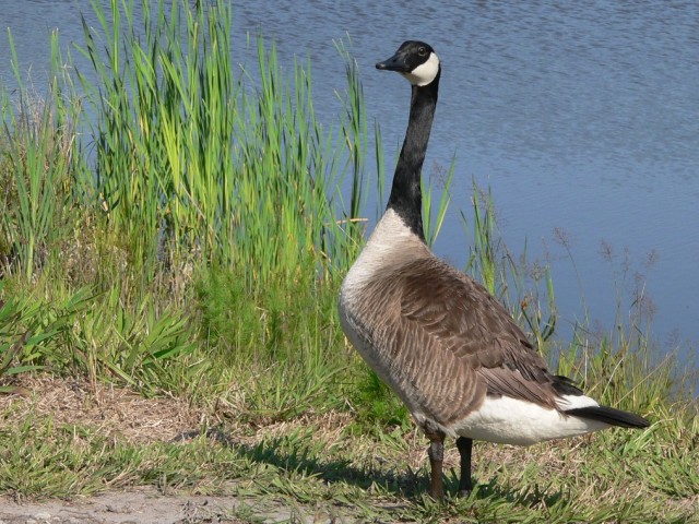 Canada Geese