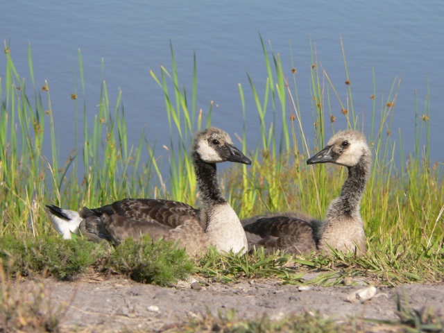 Canada Geese
