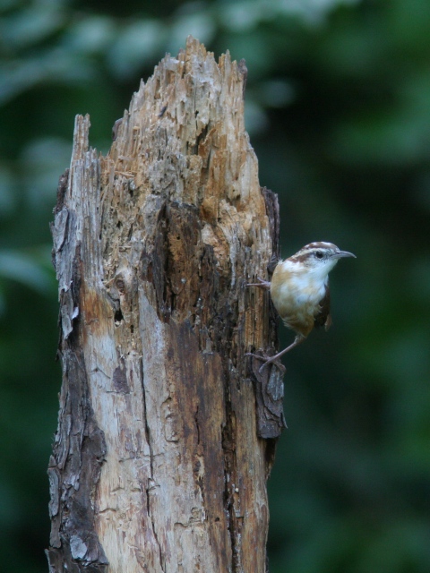 Carolina Wren