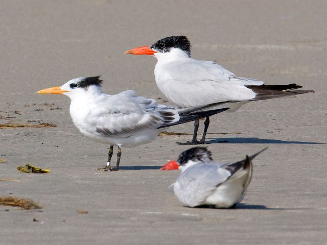 Caspian and Royal Terns