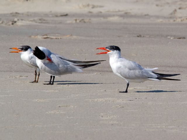 Caspian and Royal Terns