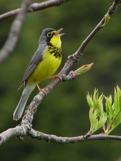 Canada Warbler