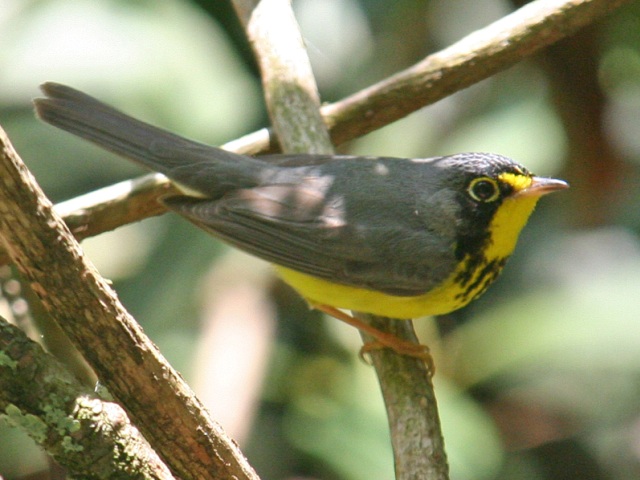 Canada Warbler