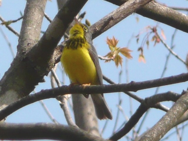 Canada Warbler