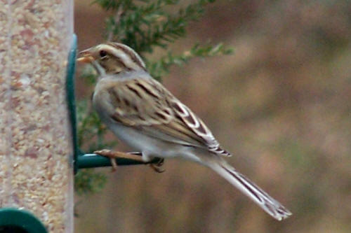 Clay-colored Sparrow