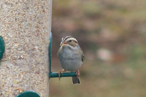 Clay-colored Sparrow