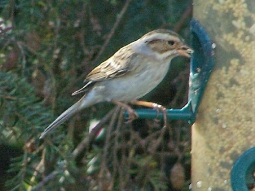 Clay-colored Sparrow