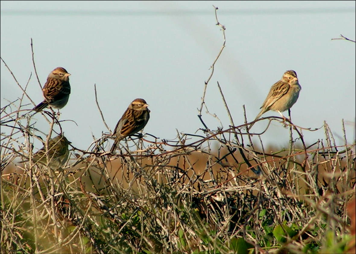 carolina bird club photo gallery carolina bird club photo gallery