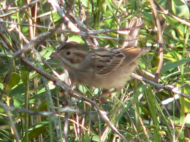 Clay-colored Sparrow