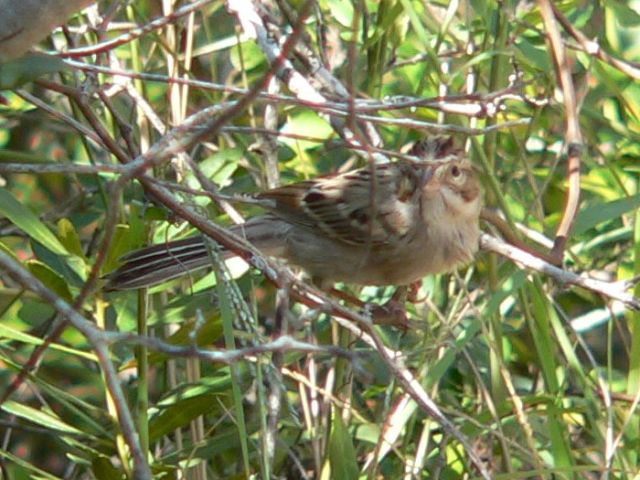Clay-colored Sparrow