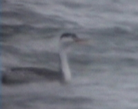 Clark's Grebe