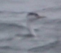 Clark's Grebe