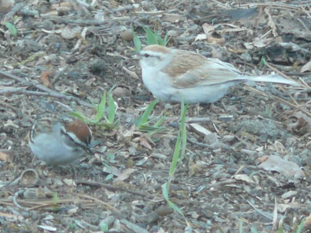 Chipping Sparrow