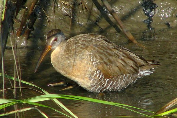 Clapper Rail