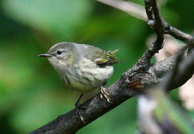 Cape May Warbler
