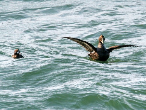 Common Eider and Harlequin Duck