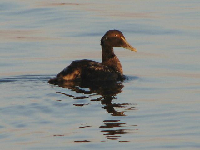 Common Eider