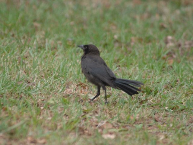 Common Grackle