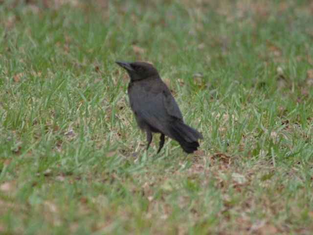 Common Grackle