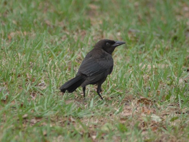 Common Grackle