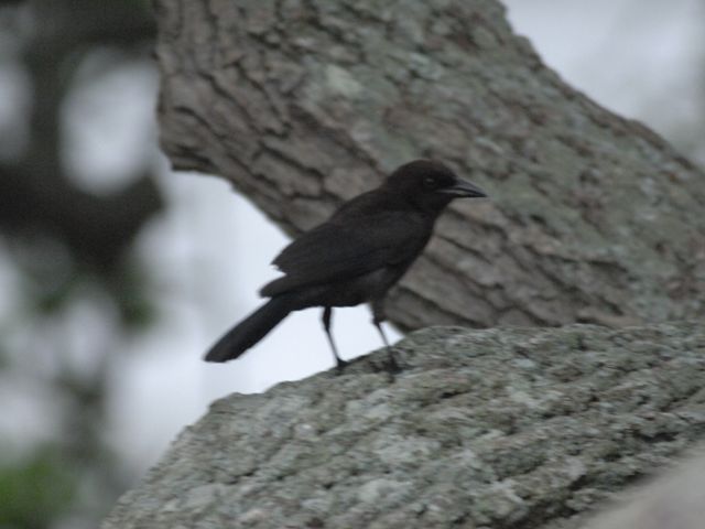 Common Grackle