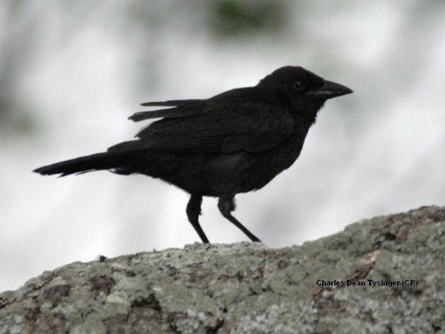 Common Grackle
