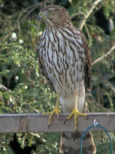 Cooper's Hawk