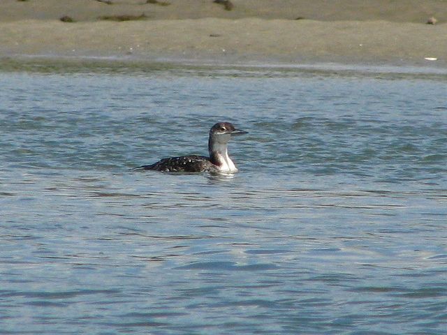 Common Loon