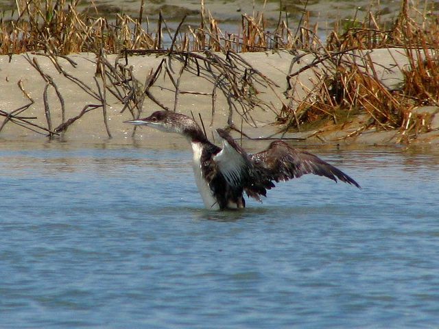 Common Loon