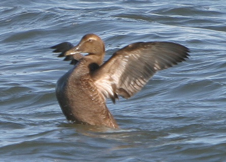 Common Eiders