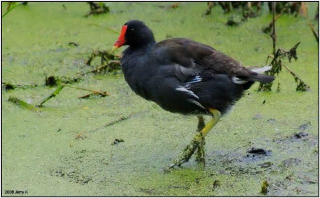 Common Gallinule