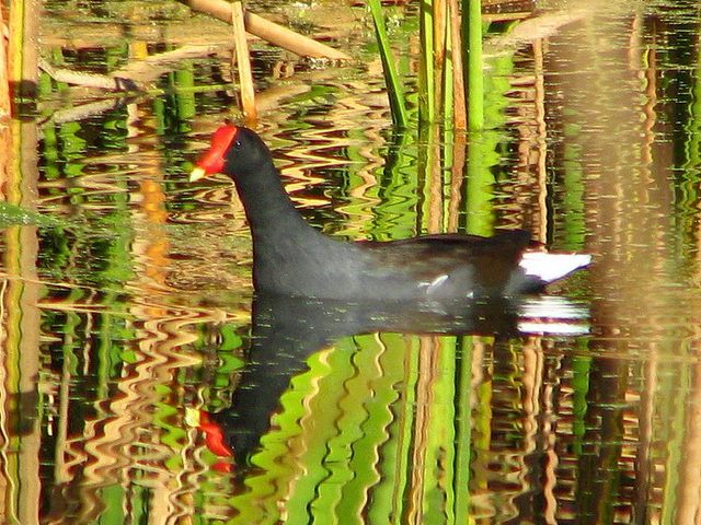 Common Gallinules