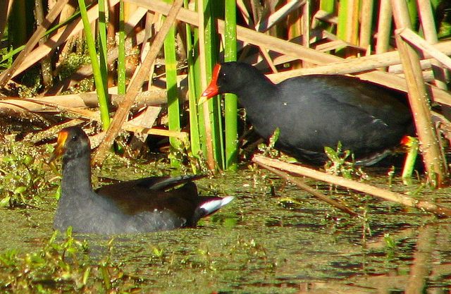 Common Gallinules