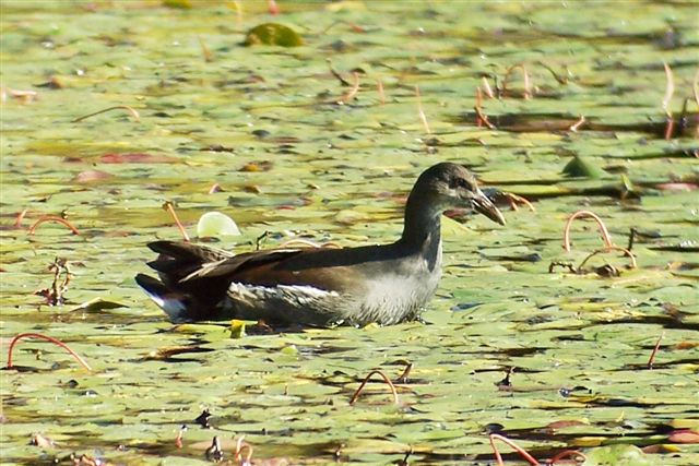 Common Gallinule