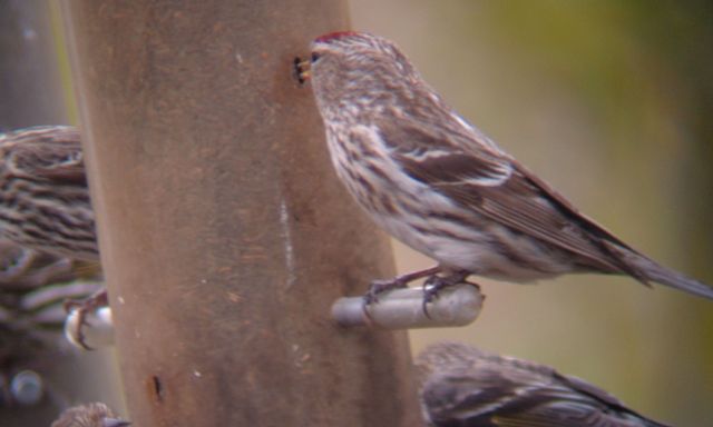 Common Redpoll