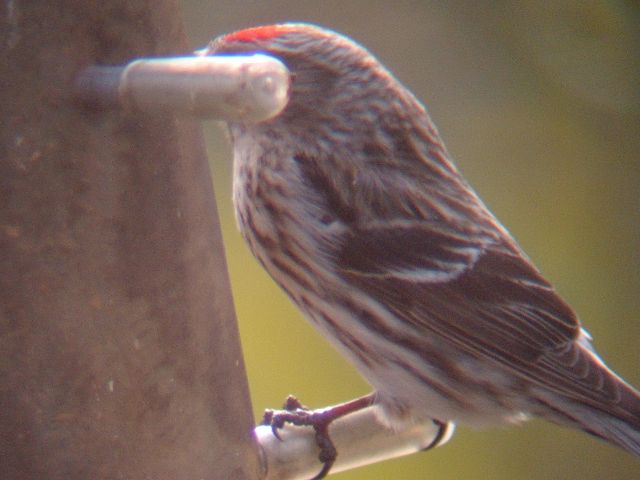 Redpoll