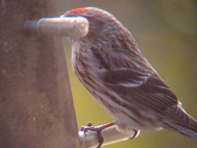 Common Redpoll