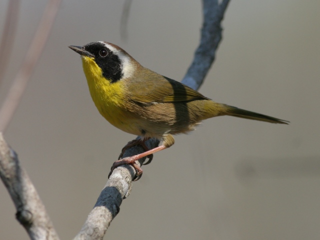 Common Yellowthroat