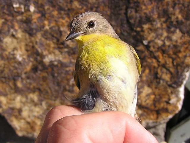 Common Yellowthroat