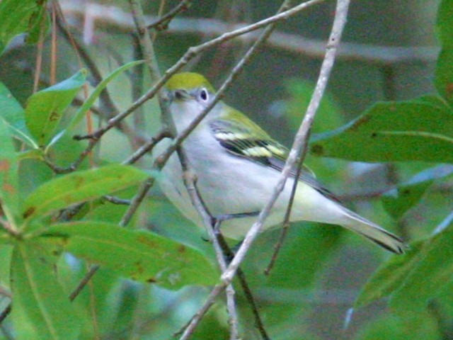 Chestnut-sided Warblers