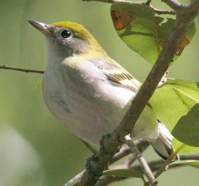 Chestnut-sided Warblers
