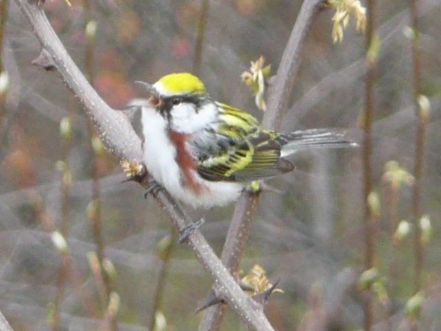 Chestnut-sided Warbler