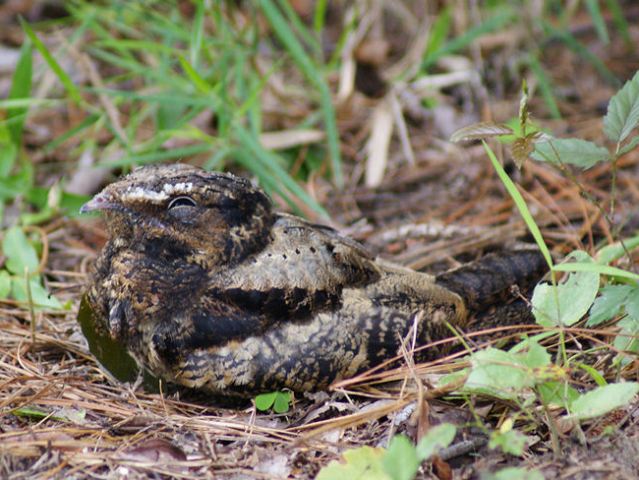Chuck-will's-widow