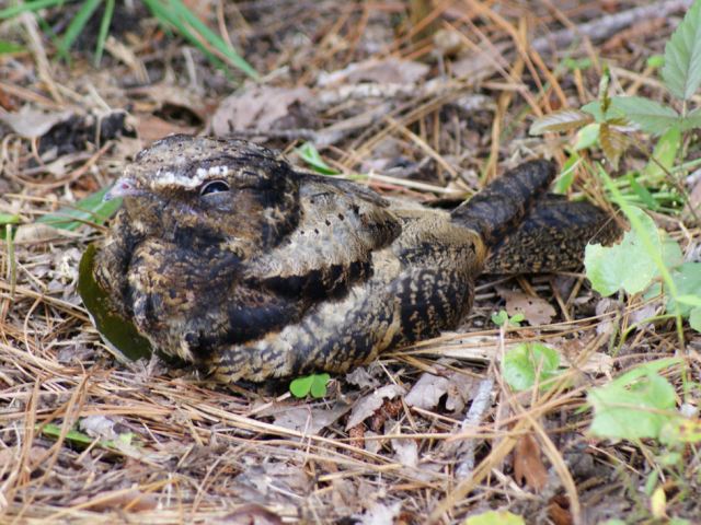 Chuck-will's-widow