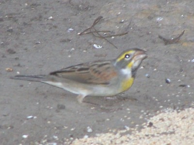 Dickcissel