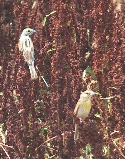 Dickcissels