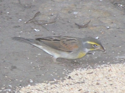 Dickcissel