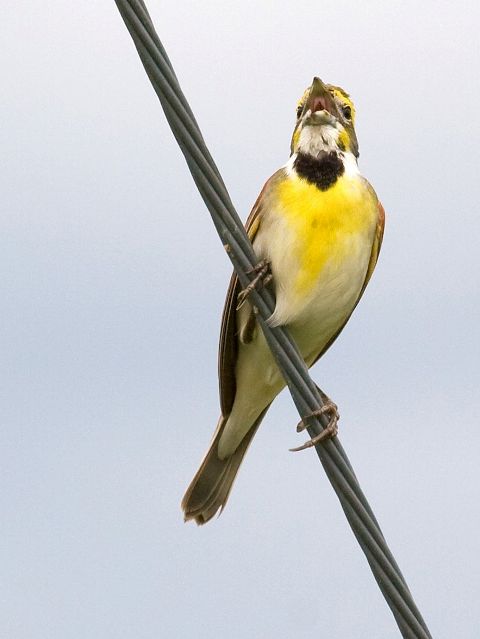 Dickcissel