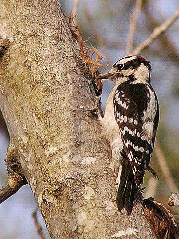Downy Woodpecker